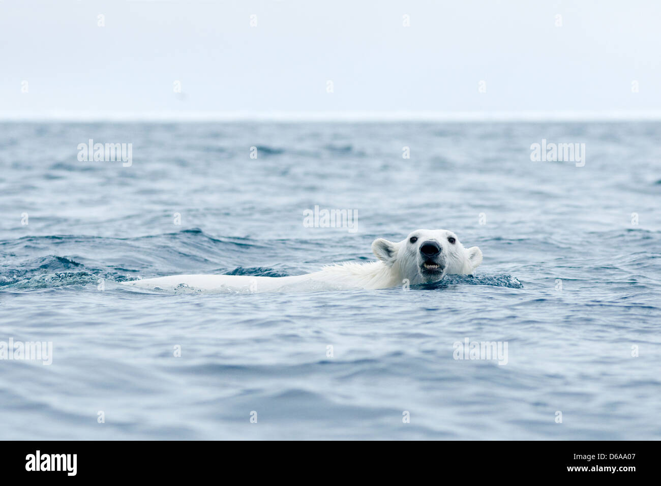 Orso polare Ursus maritimus adulti nuota al largo della costa in estate Norvegia Arcipelago delle Svalbard Spitsbergen Foto Stock