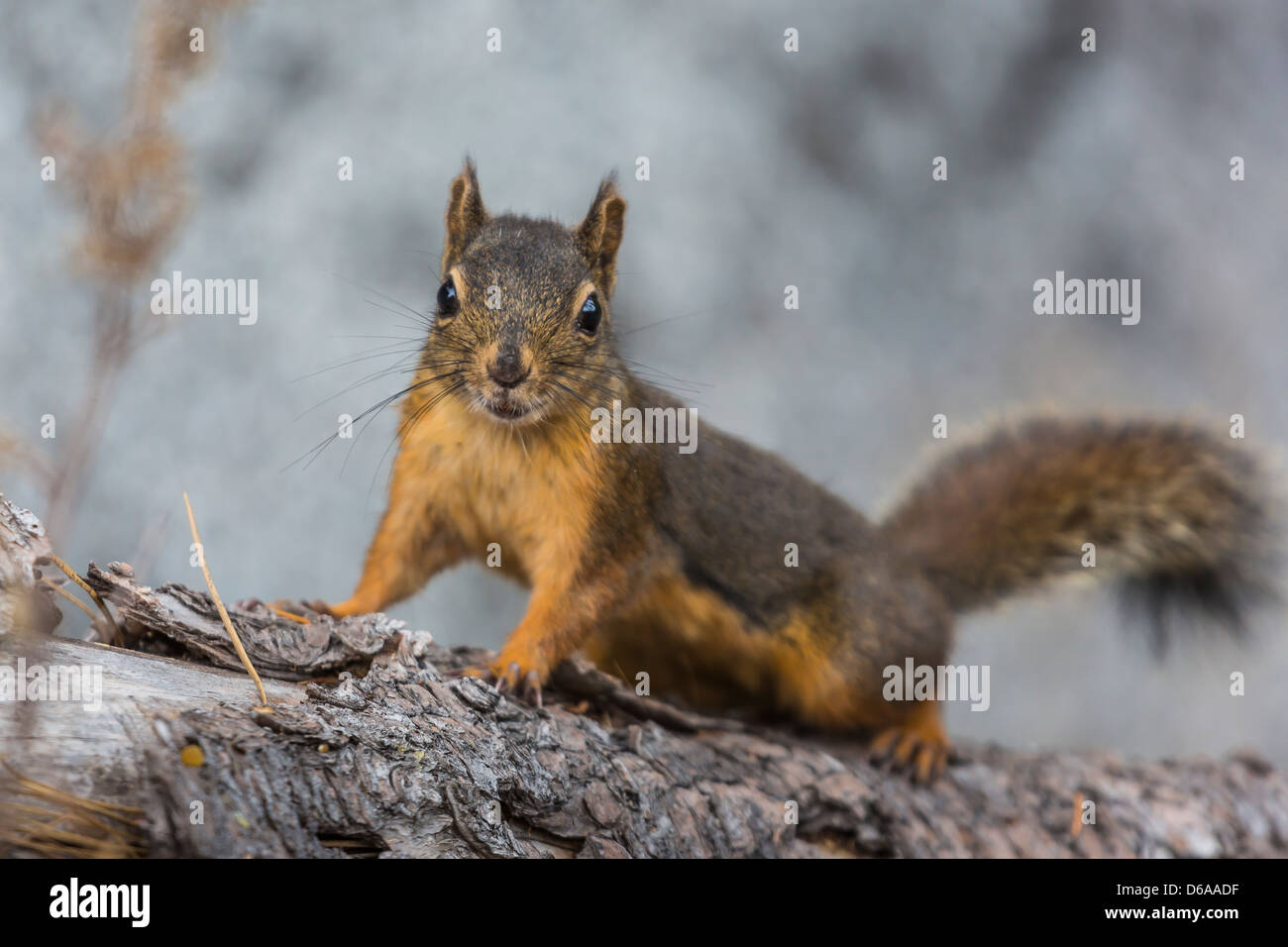 Douglas scoiattolo, Tamiasciurus douglasii, avviso e curioso, lungo i laghi di neve Trail nel incantesimi, nello Stato di Washington Foto Stock