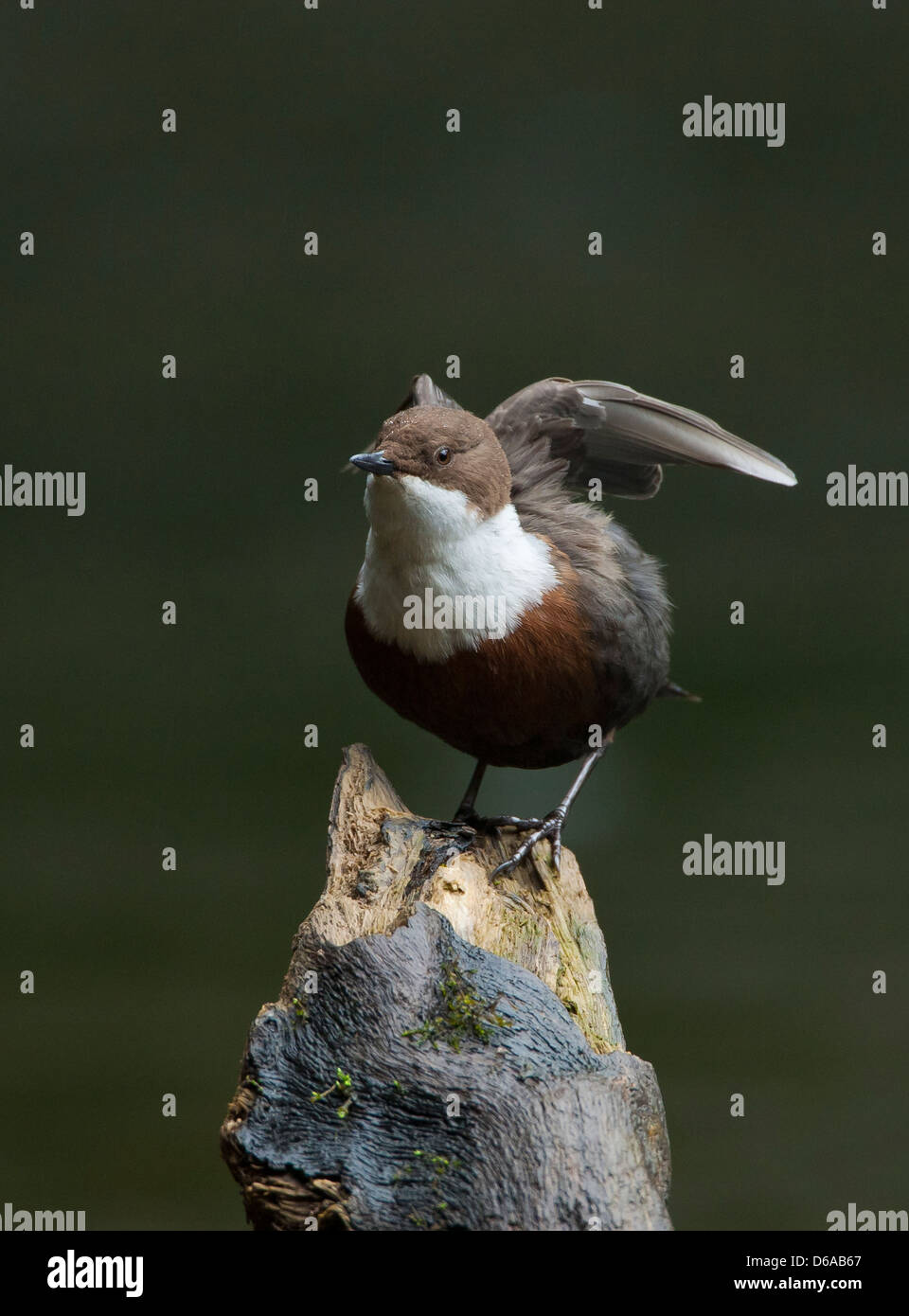 Cinclus cinclus -- bilanciere seduto su una roccia ali sollevato Foto Stock