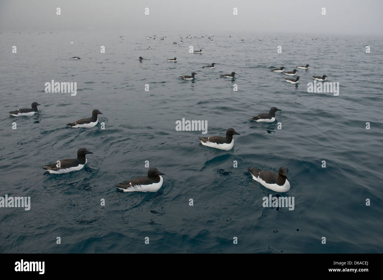 La Norvegia, l'arcipelago delle Svalbard, Spitsbergen. Gregge di Brunnich's guillemots, Uria lomvia, nuoto lungo la costa. Foto Stock