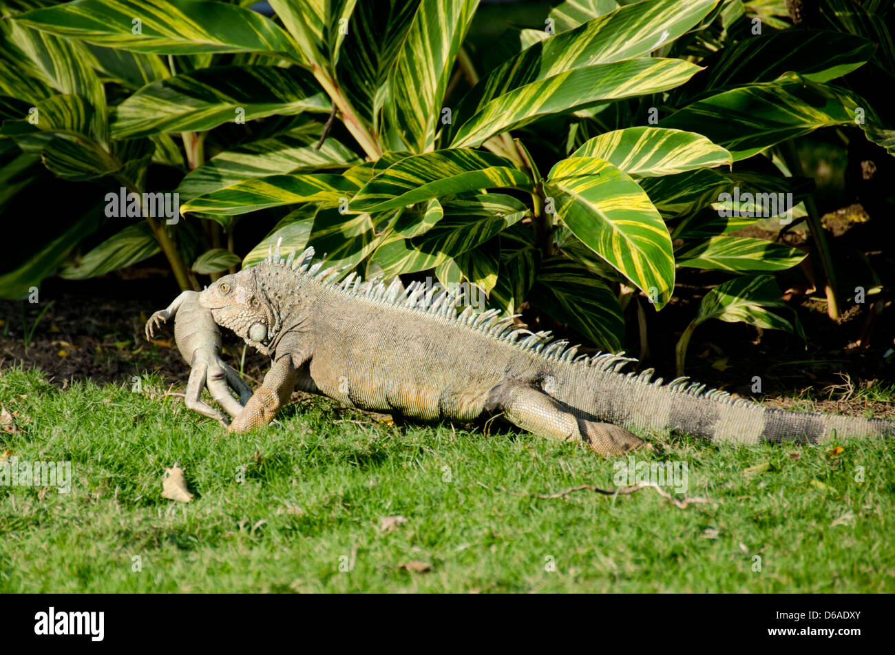 Ecuador Guayaquil. Parque Seminario (AKA Iguana Park) Comune aka Iguana iguana verde (Wild: Iguana iguana). Iguana iguana morto. Foto Stock