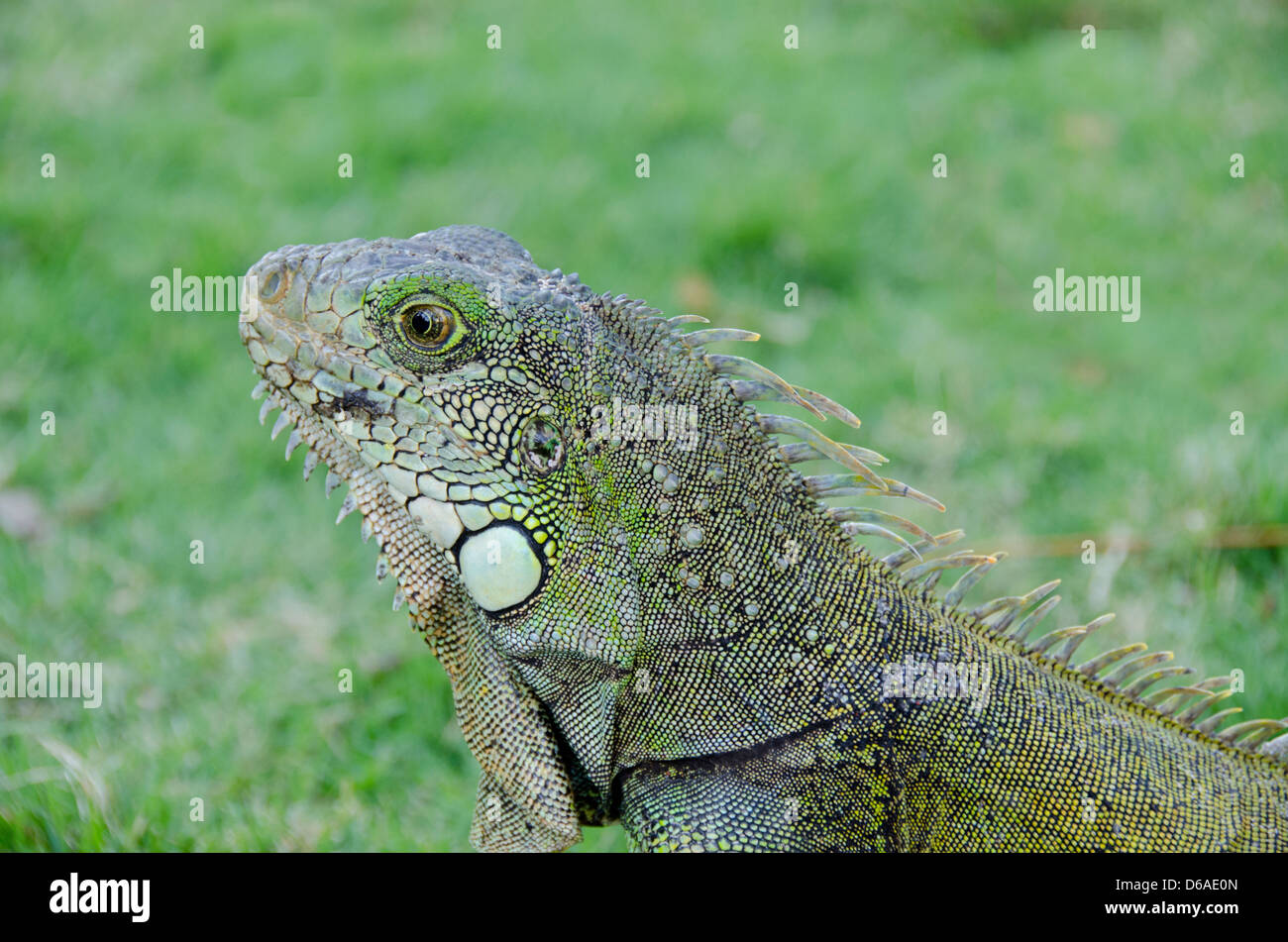 Ecuador Guayaquil. Parque Seminario (AKA Iguana Park) Comune aka Iguana iguana verde (Wild: Iguana iguana) Foto Stock