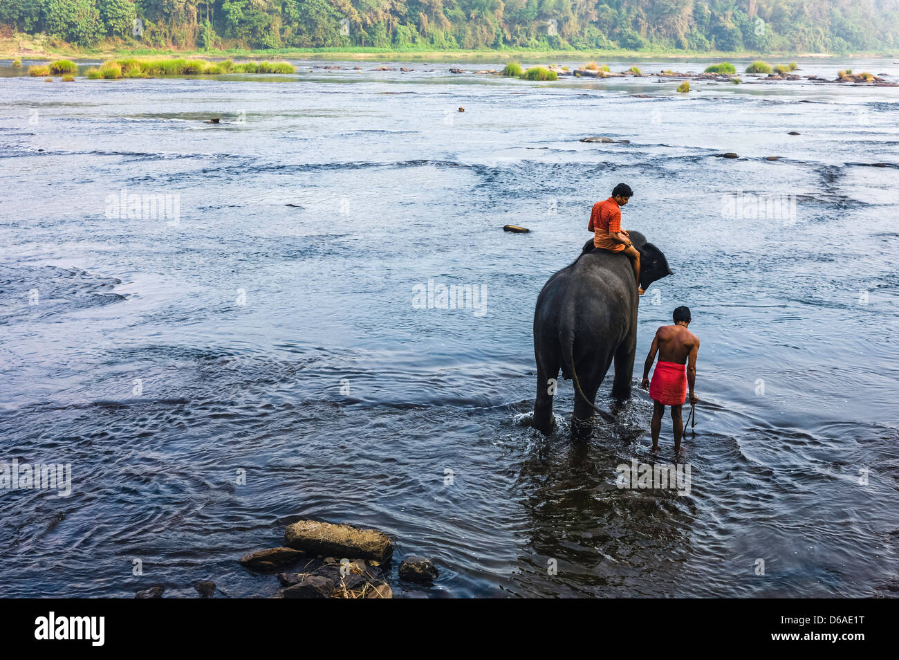 Mahouts, accompagnatori e formatori, lavare i loro elefanti nel fiume del Periyar a poche miglia da Ernakulum, Kerala, India. Foto Stock