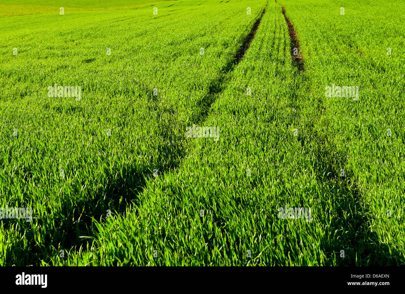 Verdi pascoli Foto Stock