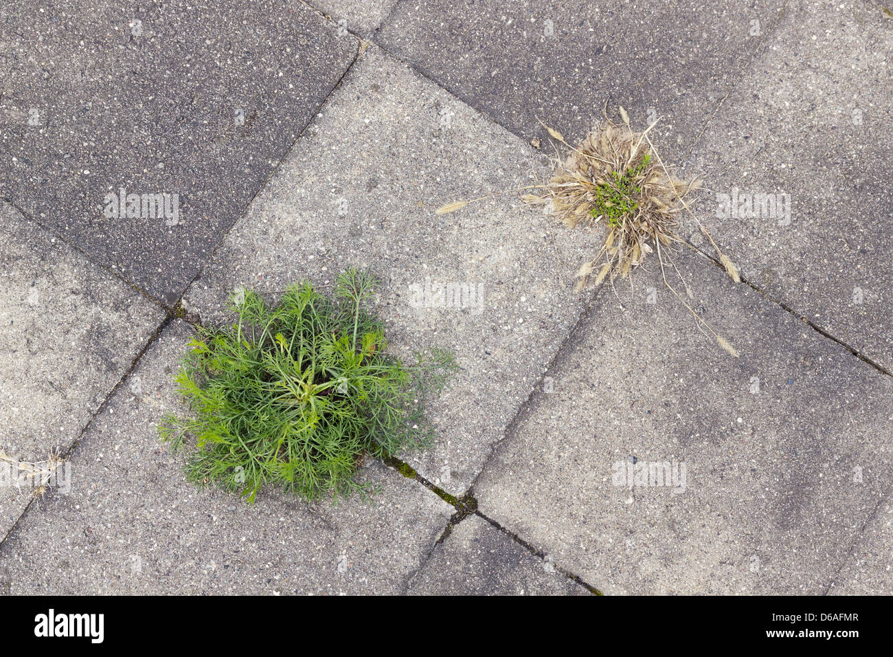 L'erba cresce attraverso il cemento Foto Stock