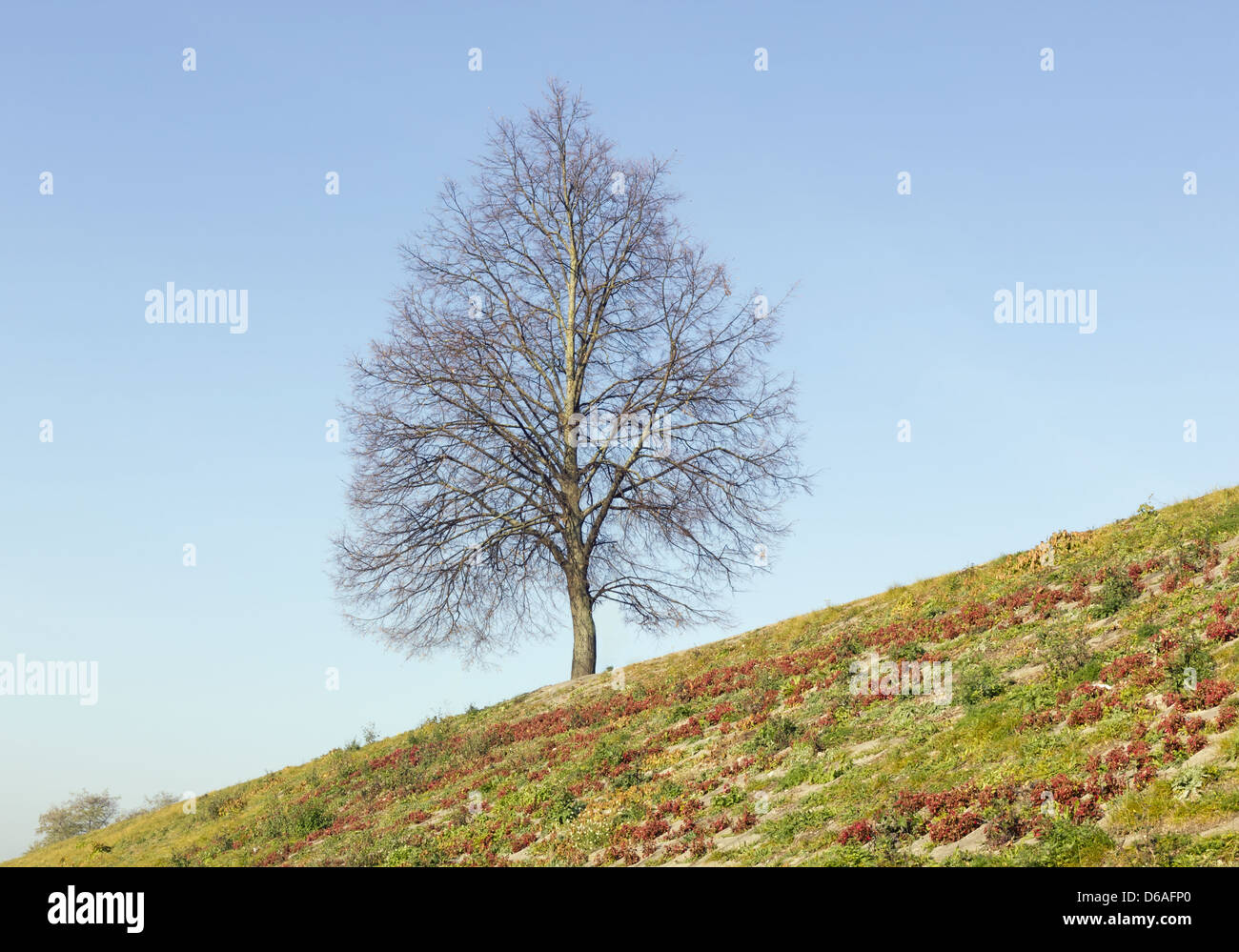 Albero solitario sulla collina Foto Stock