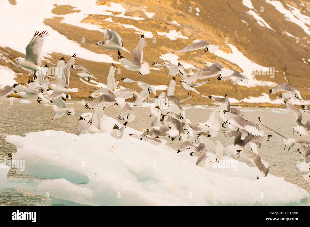 La Norvegia, l'arcipelago delle Svalbard, Spitsbergen, Hornsund, Burgerbukta. Nero-zampe, kittiwake Rissa tridactyla, gregge prendono il volo Foto Stock