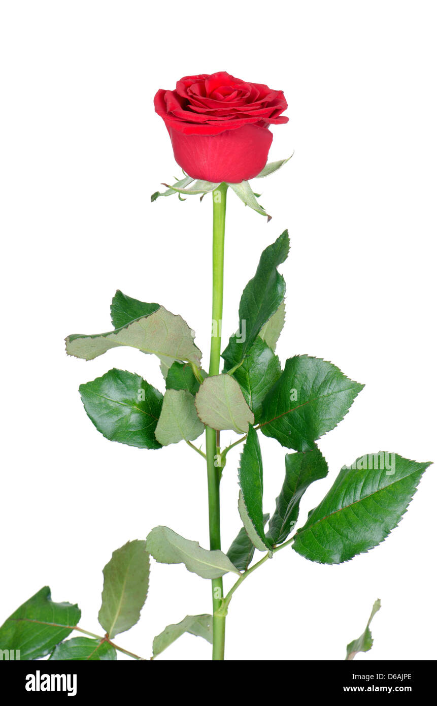 Le rose rosse isolato su sfondo bianco Foto Stock