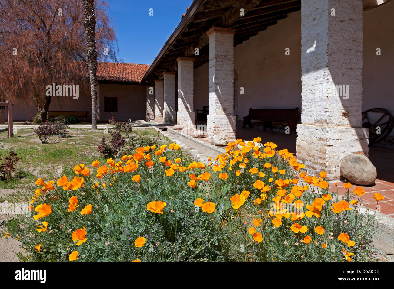 California poppies bloom sul patio presso la missione di San Antonio De Padova in California il Monterey County lungo la El Camino Real Foto Stock