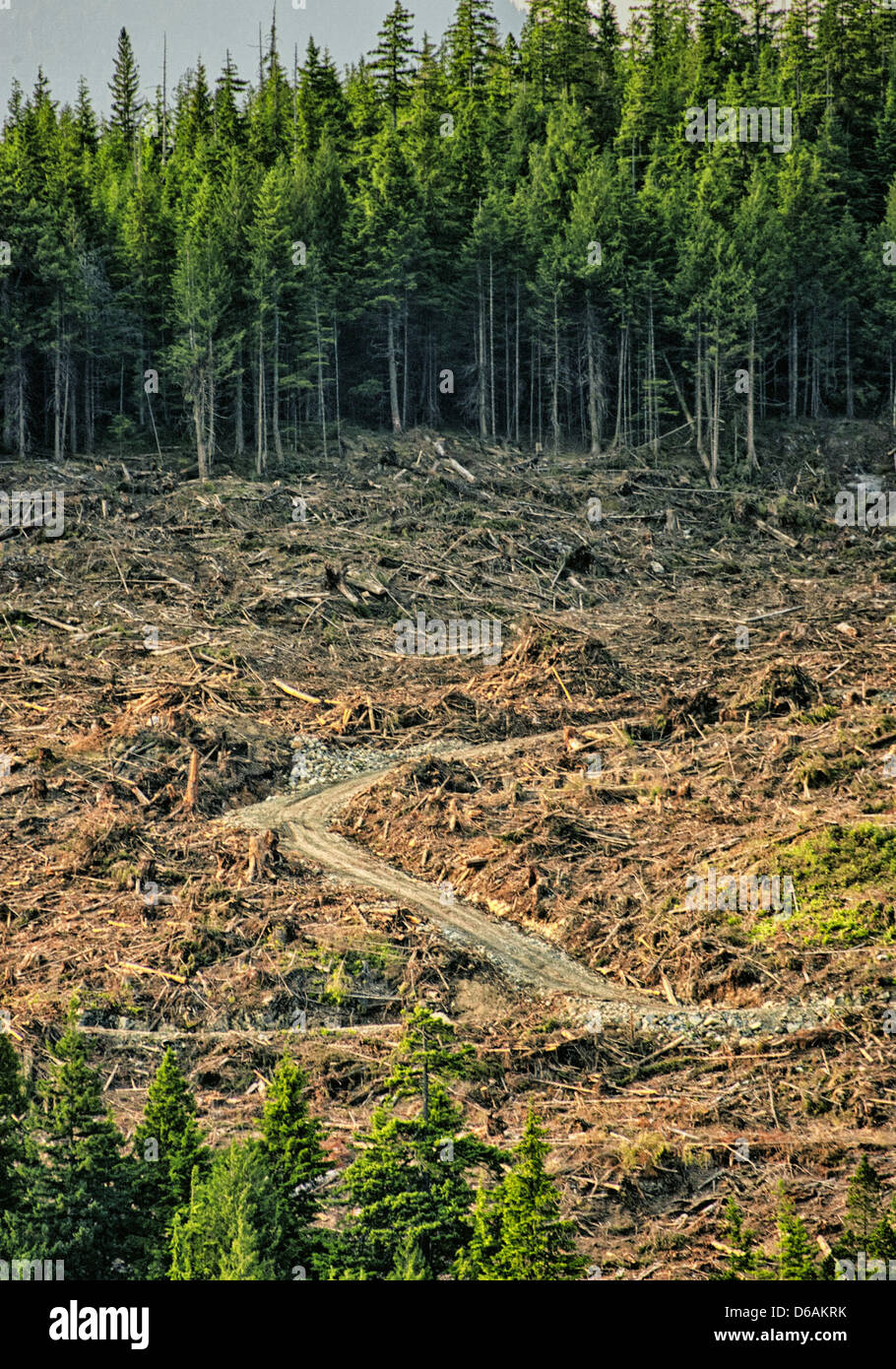 7 luglio 2012 - passaggio interno, British Columbia, Canada - registrazione chiara nella fascia costiera la foresta pluviale temperata lungo il passaggio interno in British Columbia. Clearcutting è il più popolare e più economicamente vantaggioso metodo di registrazione. British Columbia ha una risorsa economia dominata dai centrato sul settore forestale, il cui fondamento è stato principalmente la registrazione. BC costiera della foreste pluviali temperate sono alcune delle più antiche e più grandi alberi sulla terra, i più comuni sono Sitka Spruce, cedro rosso, western la cicuta e abete di Douglas. (Credito Immagine: © Arnold Drapkin/ZUMAPRESS.com) Foto Stock