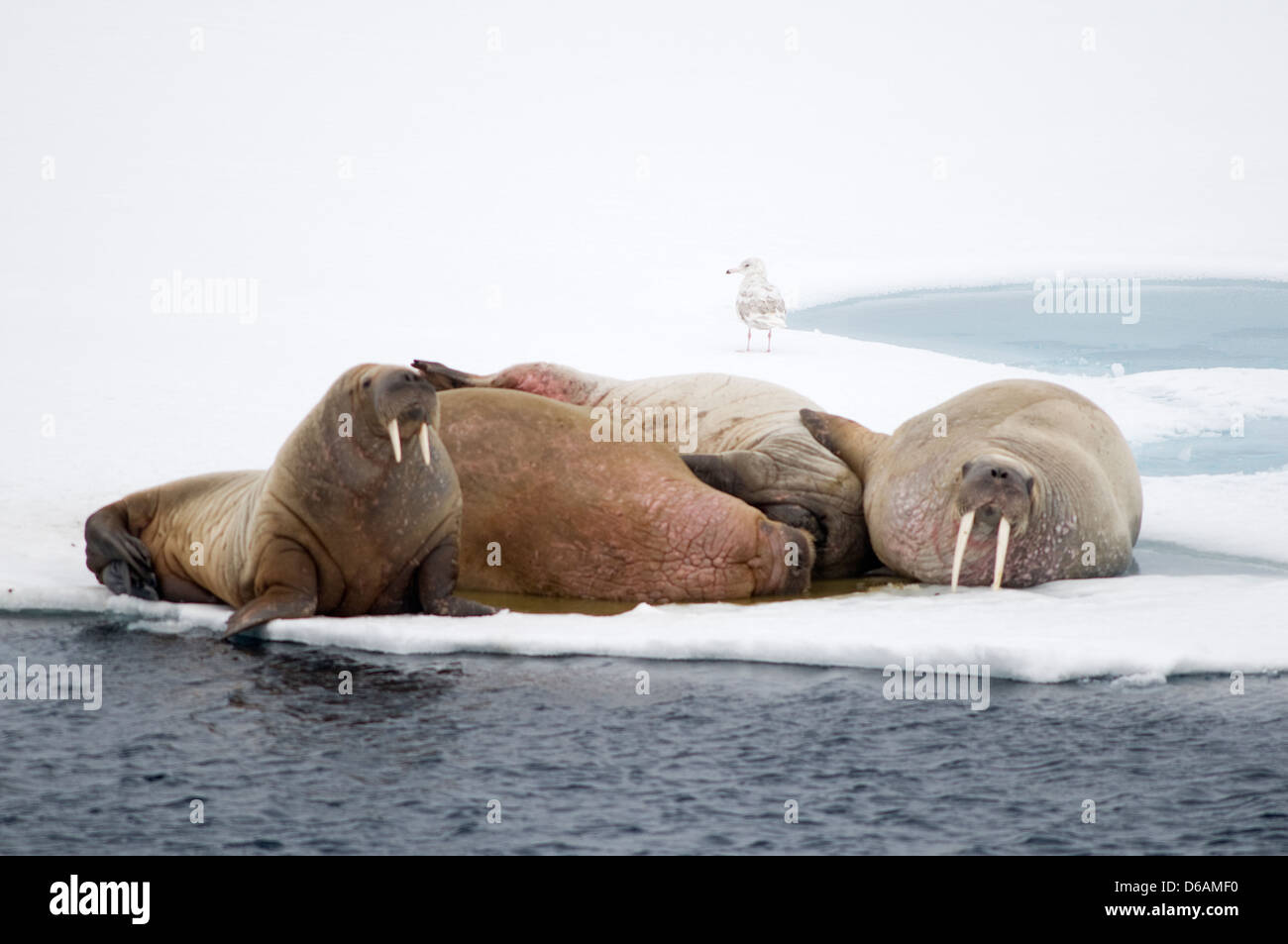 La Norvegia, l'arcipelago delle Svalbard, Spitsbergen. Tricheco, Odobenus rosmarus, gruppo di adulti resto sul mare di ghiaccio galleggiante al largo. Foto Stock