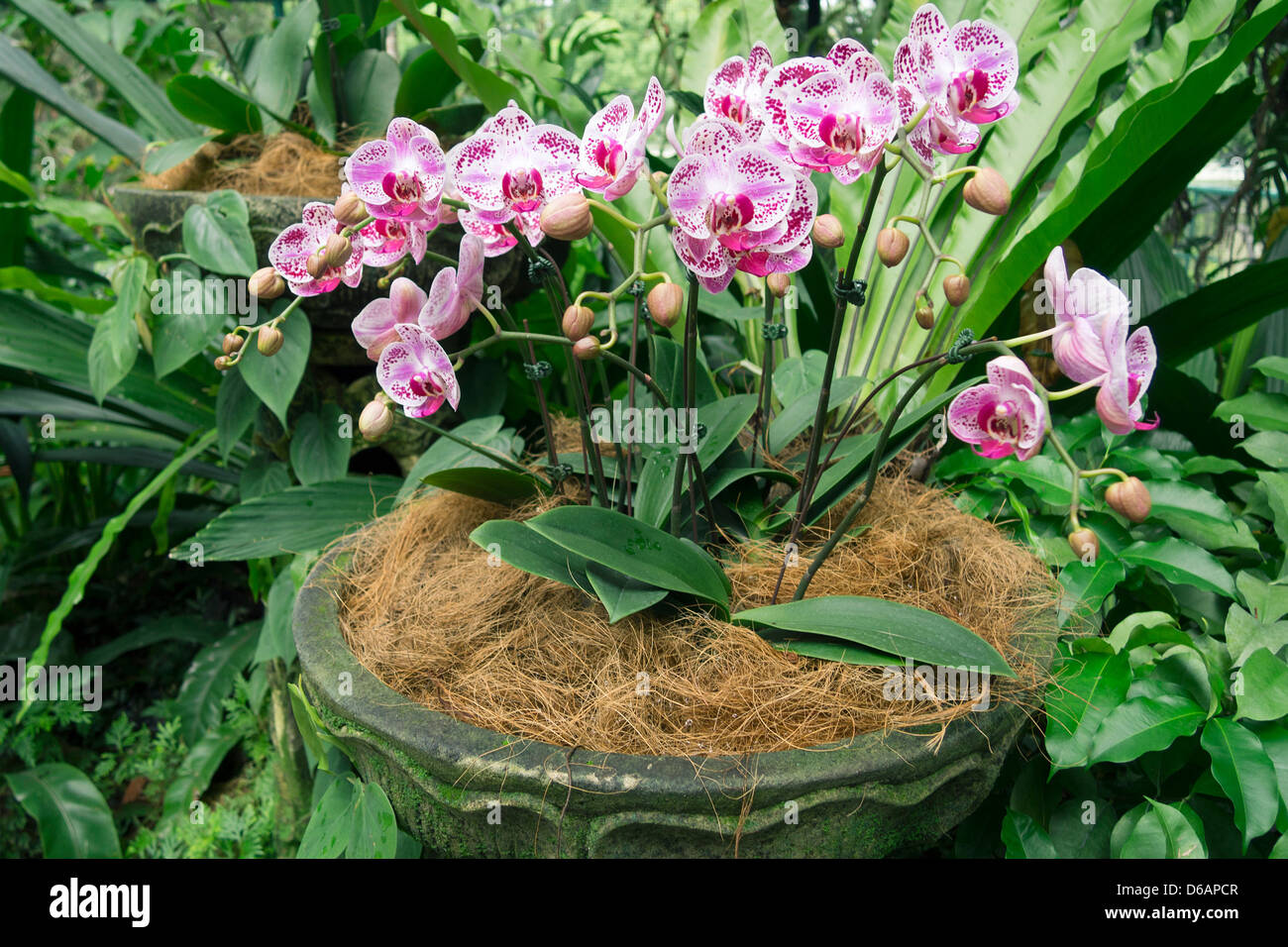 Sbocciare fiori di orchidea in ben disposto il pot in Singapore Giardino Botanico Foto Stock