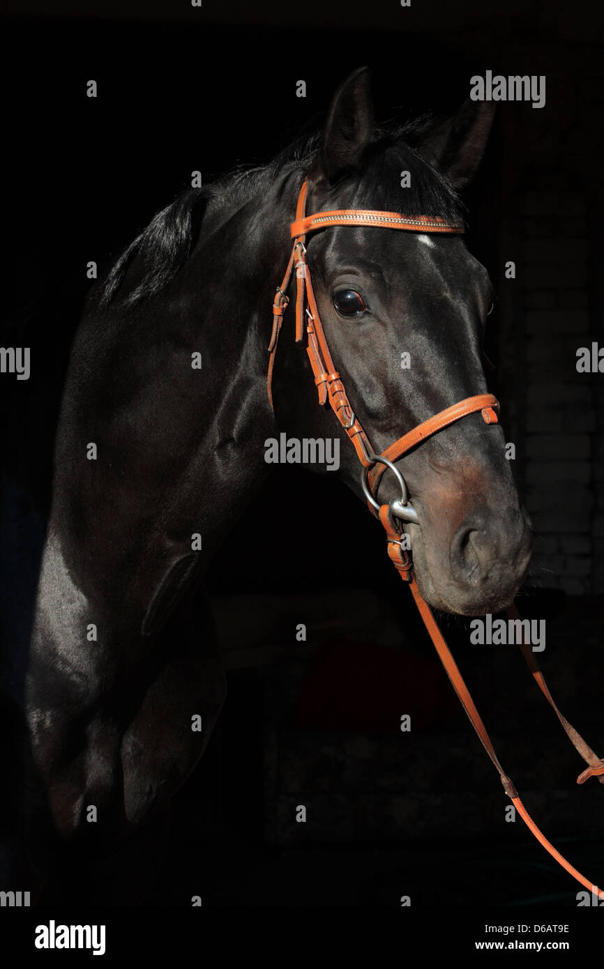 Cavo nero ritratto di cavallo Foto Stock
