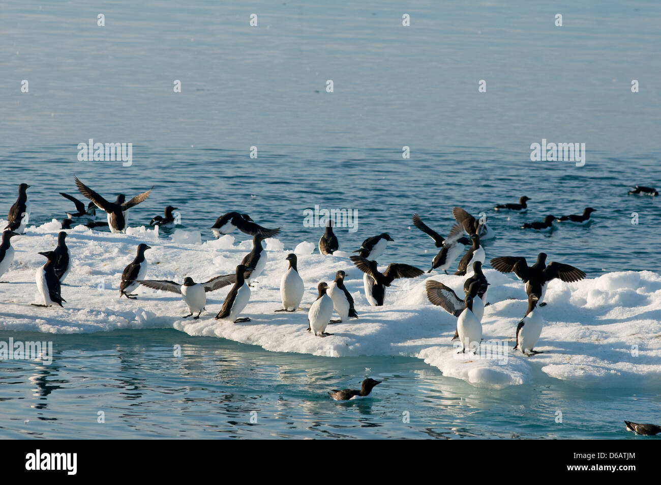 La Norvegia, l'arcipelago delle Svalbard, Spitsbergen. Brunnich's guillemots, Uria lomvia, gregge poggia su un glaçon al largo Foto Stock