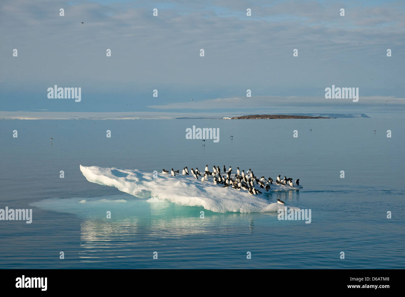 La Norvegia, l'arcipelago delle Svalbard, Spitsbergen. Brunnich's guillemots, Uria lomvia, gregge poggia su un glaçon al largo Foto Stock