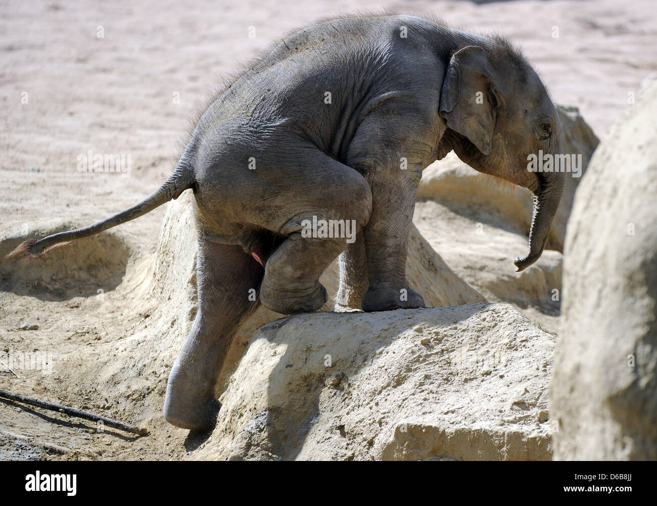 4 settimana vecchia mucca elefante Bindi esplora il suo involucro allo zoo di Colonia, 23 agosto 2012. Benche Bindi è solo 4 settimane di età, lei è già in grado di utilizzare il suo tronco per sentimento e strappi. Foto: Henning Kaiser Foto Stock