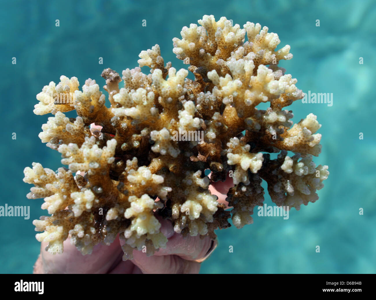 Il biologo marino Austin Bowden-Curby presenta un corallo cavolfiore vicino l'isola Malolo nelle isole Figi, 15 luglio 2012. La pietra deve essere messo in l'oceano e deve servire come punto di partenza per nuove barriere coralline. Foto: Christiane Oelrich Foto Stock
