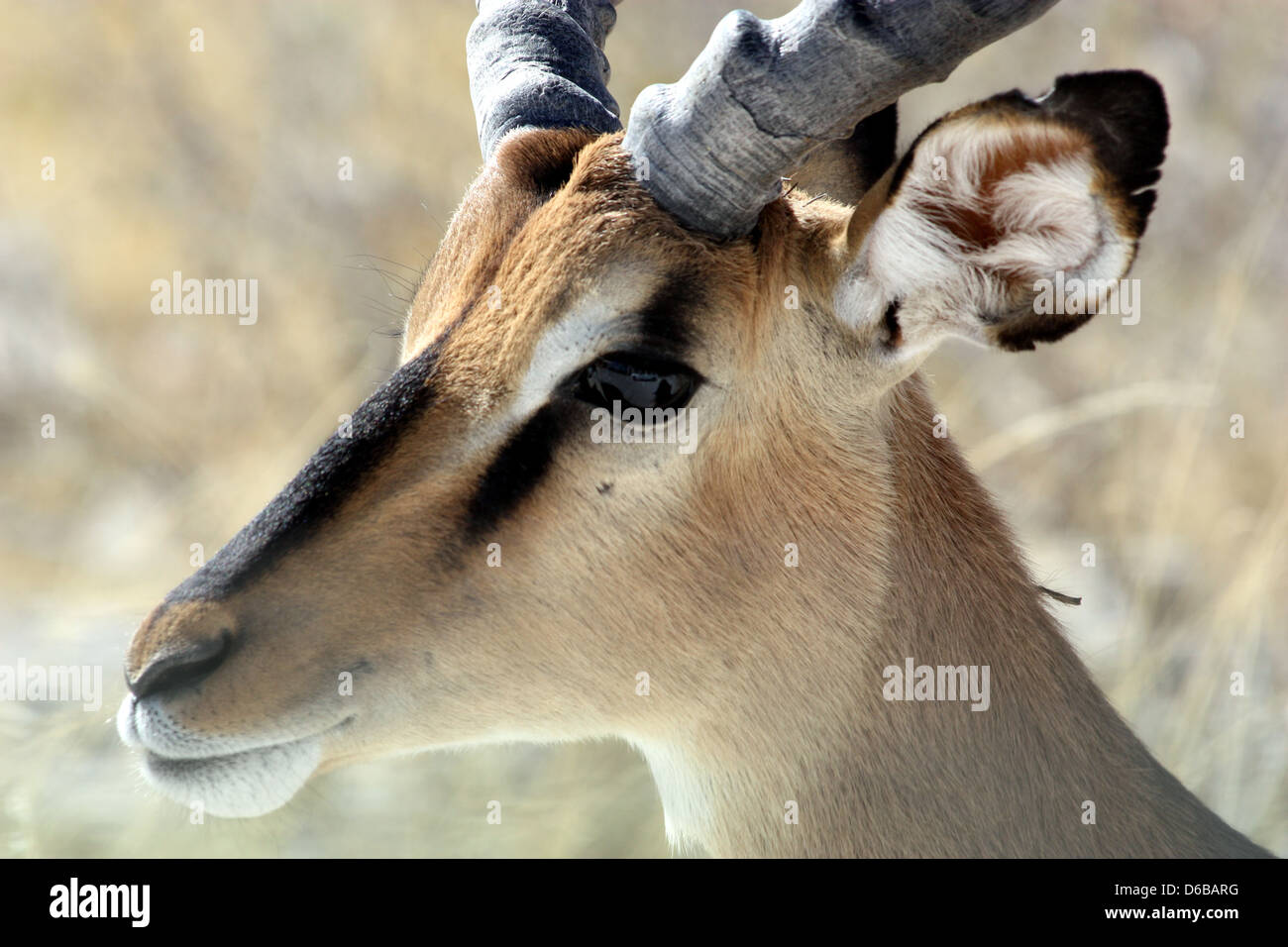 Di fronte nero impala nel parco Etosha Foto Stock