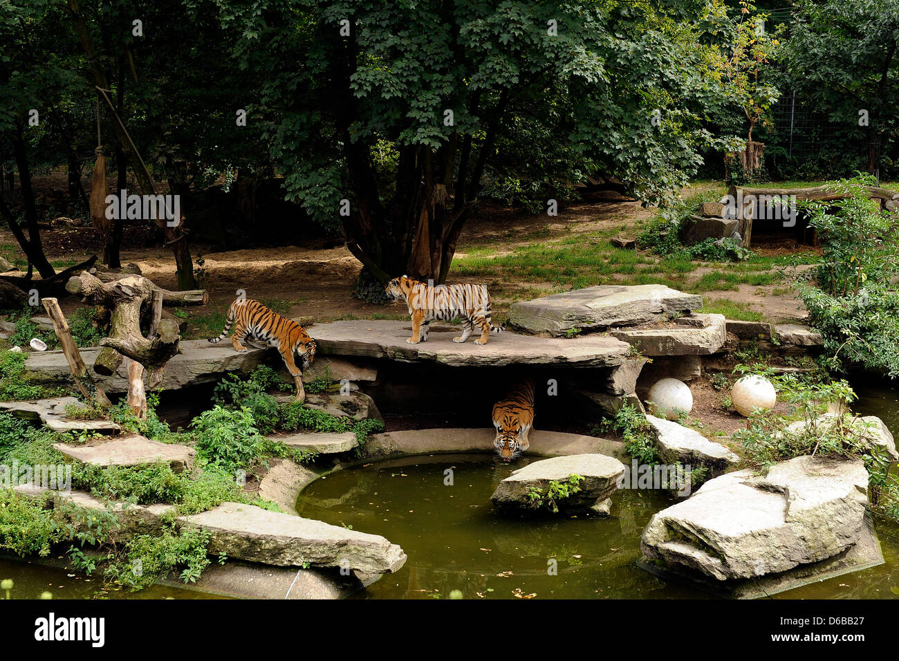 Tre tigri sono visti nei loro allegati allo zoo di Colonia, 25 agosto 2012. Secondo la polizia, un custode dello zoo è morto dopo essere stato aggredito da una tigre. Per interrompere la tigre del direttore del giardino zoologico, ucciso l'animale. Foto: MARIUS BECKER Foto Stock