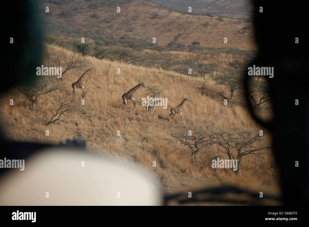 La giraffa fotografati da un elicottero Foto Stock