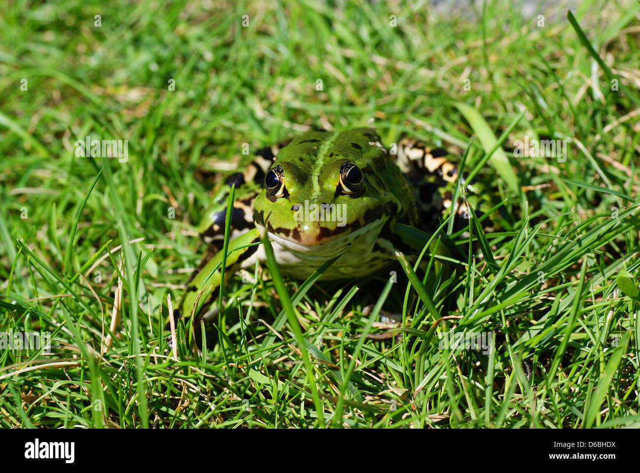 Grande rana verde seduto sull'erba Foto Stock
