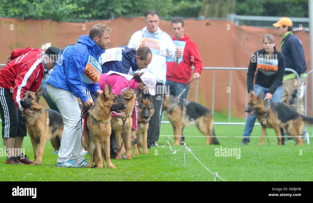 Pastori tedeschi sono presentati al Campionato del Mondo di pastori tedeschi avviato dal pastore tedesco cane associazione in Ulm, Germania, 01 settembre 2012. Più di 1800 cani pedigree di competere per il titolo di "più bella del mondo pastore tedesco". Foto: Stefan Puchner Foto Stock