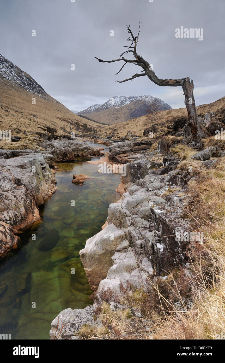 Lone albero morto, Fiume, Etive Glen Etive, Highlands scozzesi, Scozia Foto Stock