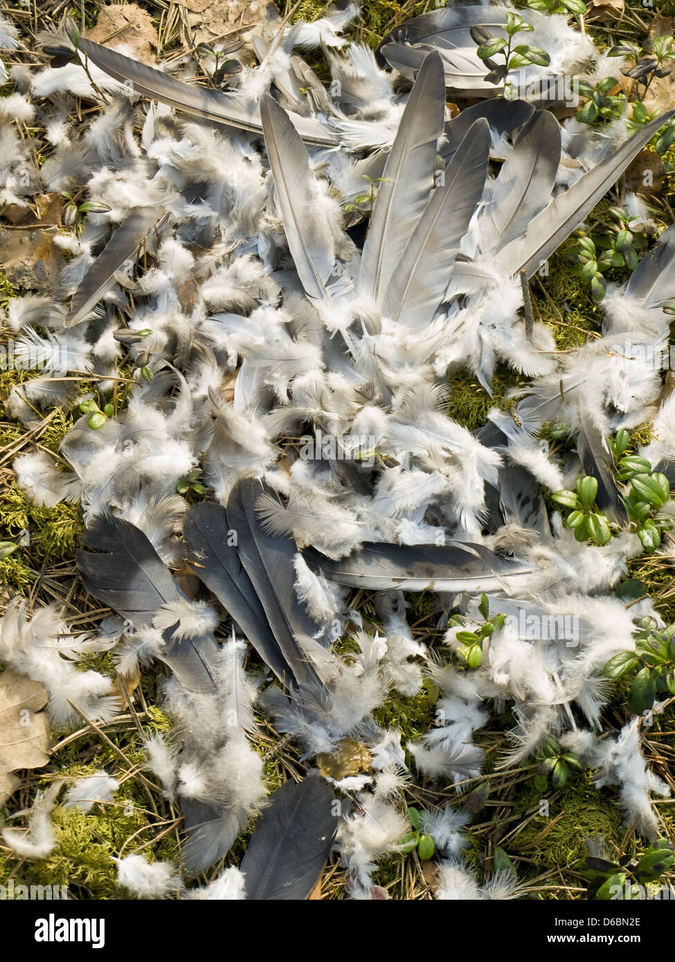 piume di uccello Foto Stock