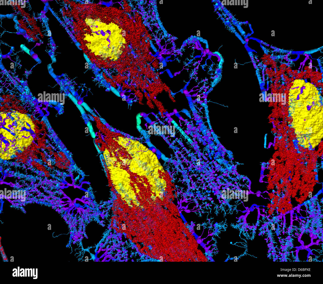 Microfilamenti (blu), mitocondri (rosso), e nuclei (giallo) in cellule di fibroblasti Foto Stock