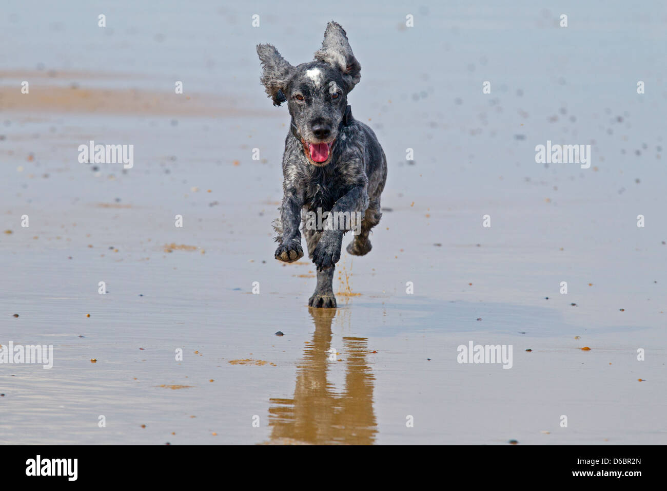 Cocker Spaniel in esecuzione sulla spiaggia Foto Stock