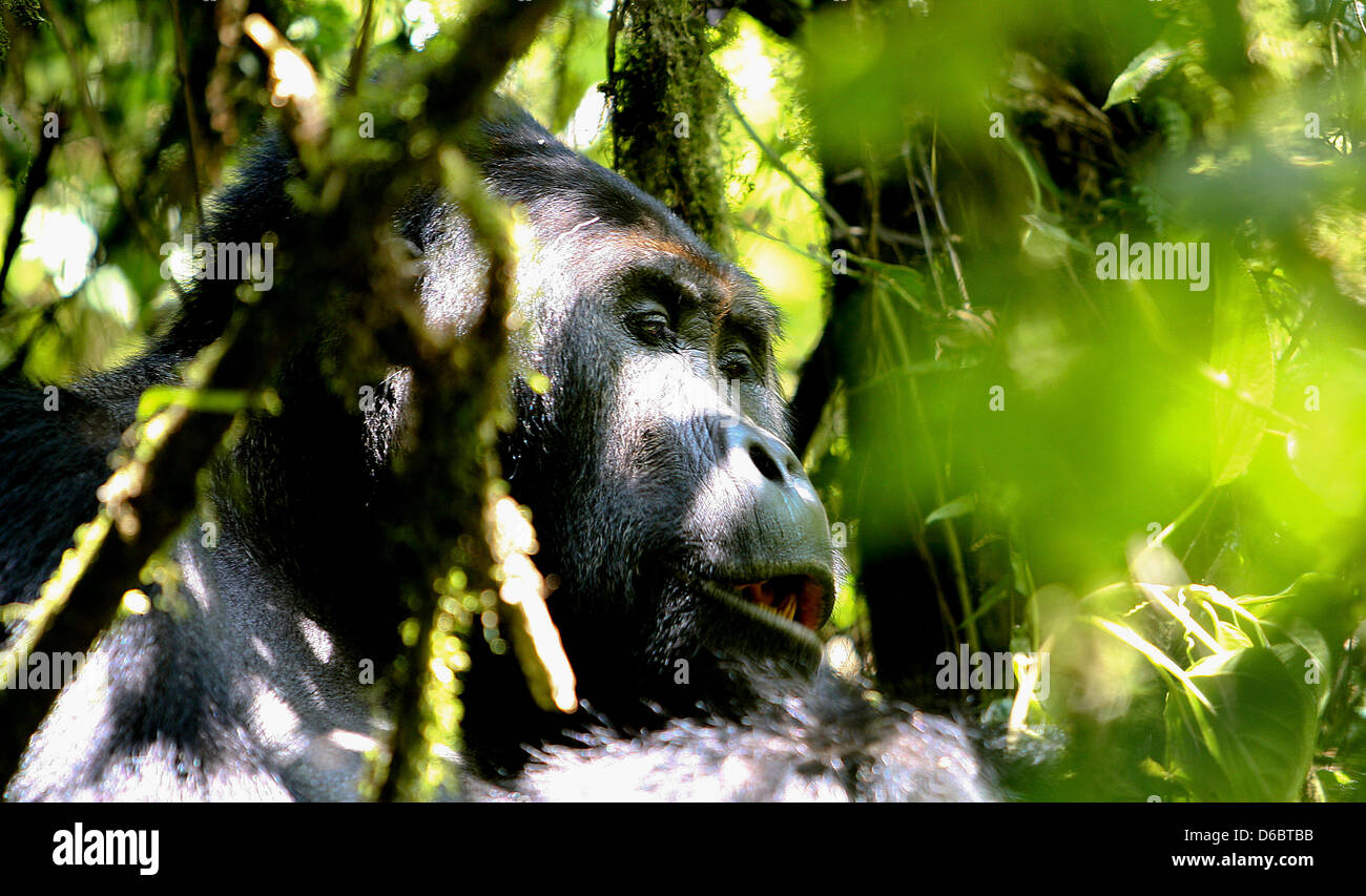 Quest'anno, la KfW per lo sviluppo della Banca assumerà il finanziamento dell'Kahuzi-Biega Parco Nazionale al confine della Repubblica Democratica del Congo Ruanda. In questo parco sul lato congolese sono attualmente nove gorilla di montagna i gruppi presenti, che attualmente significa un totale di 139 animali. Questi gruppi vivono su circa 600.000 ettari di area forestale - che rende solo un decimo del totale del Parco Nazionale, che è attualmente controllata. Prima dell'ultimo focolaio di una guerra con il Ruanda vi era di circa 10.000 vivono i gorilla di montagna. Molti di loro sono stati uccisi nel corso degli anni da parte di persone e oggi Foto Stock
