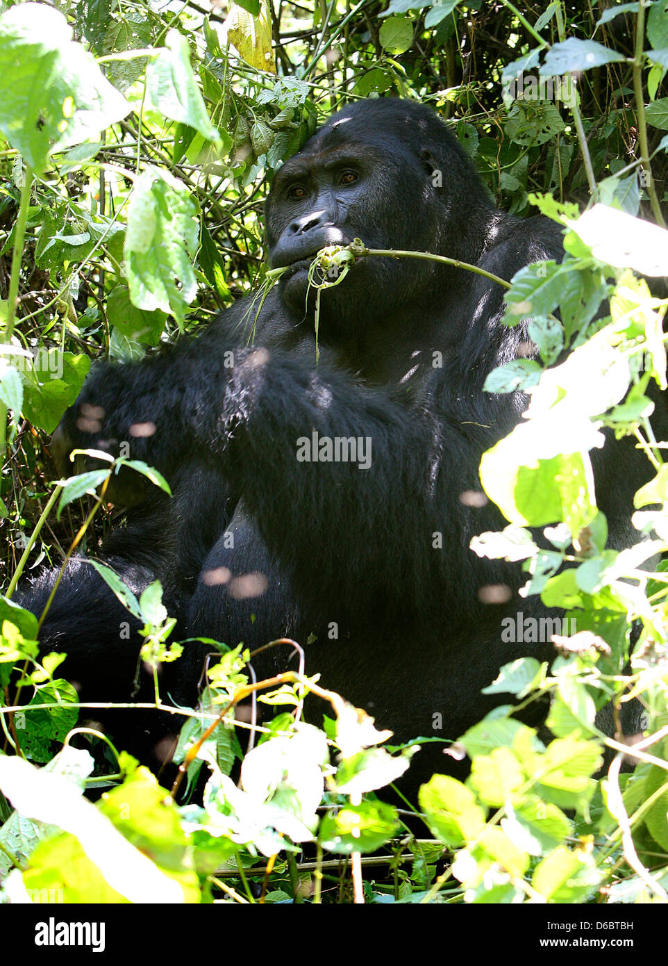 Quest'anno, la KfW per lo sviluppo della Banca assumerà il finanziamento dell'Kahuzi-Biega Parco Nazionale al confine della Repubblica Democratica del Congo Ruanda. In questo parco sul lato congolese sono attualmente nove gorilla di montagna i gruppi presenti, che attualmente significa un totale di 139 animali. Questi gruppi vivono su circa 600.000 ettari di area forestale - che rende solo un decimo del totale del Parco Nazionale, che è attualmente controllata. Prima dell'ultimo focolaio di una guerra con il Ruanda vi era di circa 10.000 vivono i gorilla di montagna. Molti di loro sono stati uccisi nel corso degli anni da parte di persone e oggi Foto Stock