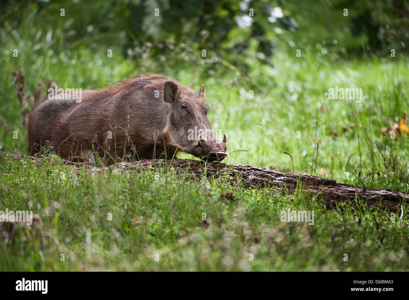 Warthog eritreo (Phacochoerus africanus aeliani), montagne di balle, Etiopia Foto Stock