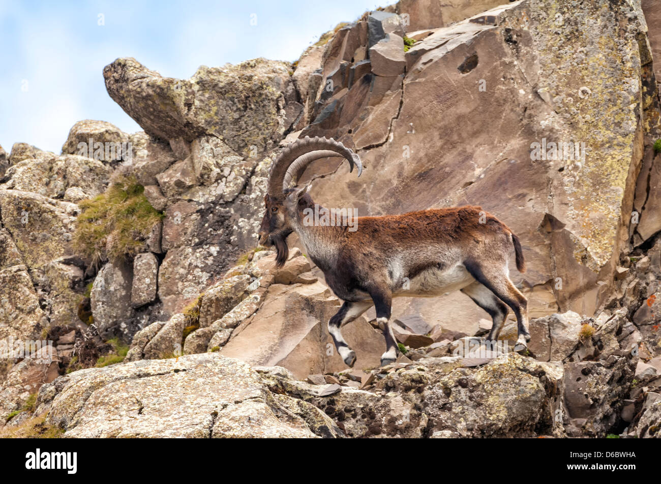 Don Walia Ibex (Capra walie), Simien Mountains National Park, Nord Etiopia Foto Stock