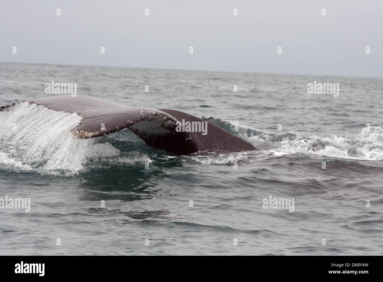 Un Humpback Whale schiaffi la superficie dell'acqua nell'Oceano Pacifico fuori del litorale del Tonsupa, Ecuador Foto Stock