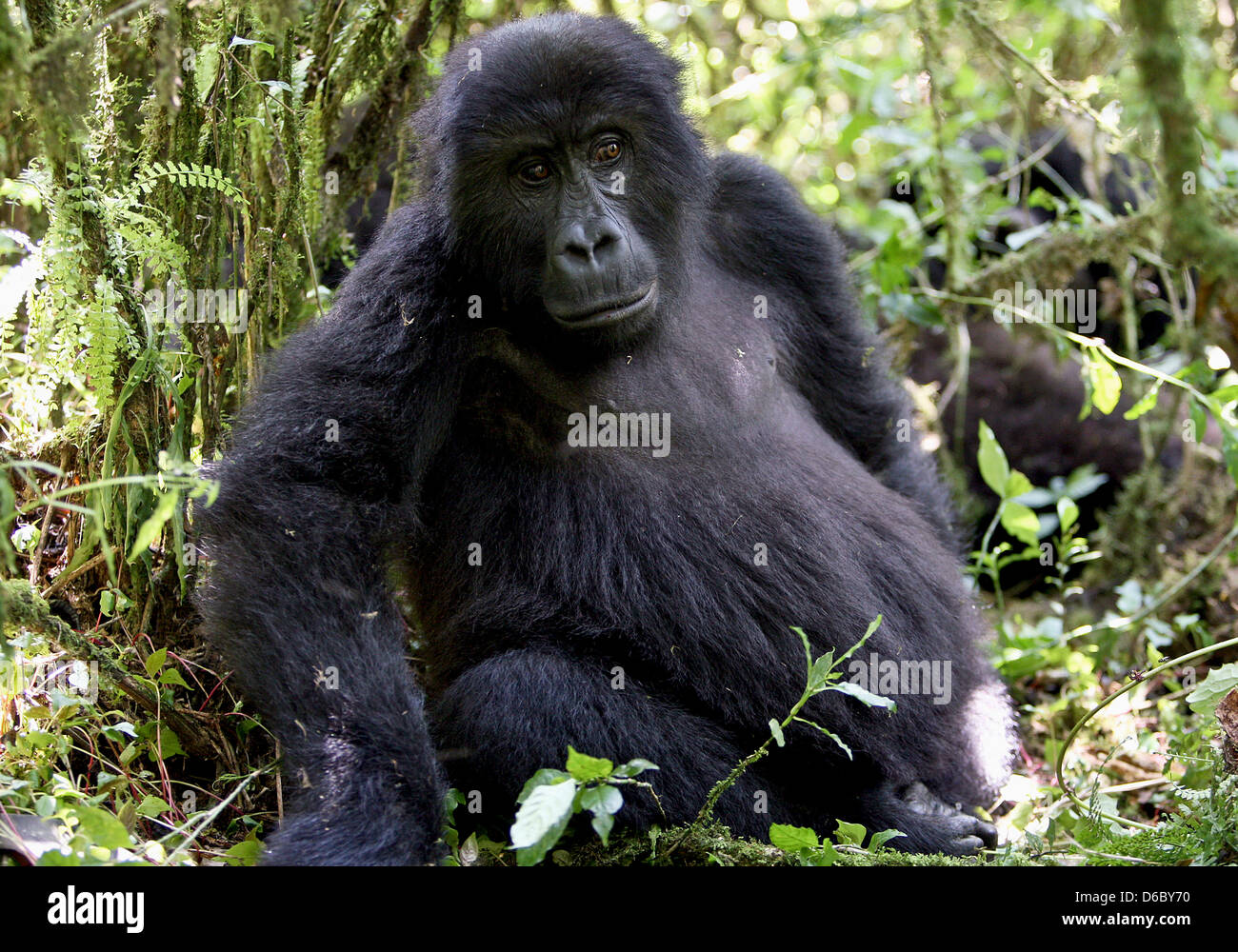 Quest'anno, la KfW per lo sviluppo della Banca assumerà il finanziamento dell'Kahuzi-Biega Parco Nazionale al confine della Repubblica Democratica del Congo Ruanda. In questo parco sul lato congolese sono attualmente nove gorilla di montagna i gruppi presenti, che attualmente significa un totale di 139 animali. Questi gruppi vivono su circa 600.000 ettari di area forestale - che rende solo un decimo del totale del Parco Nazionale, che è attualmente controllata. Prima dell'ultimo focolaio di una guerra con il Ruanda vi era di circa 10.000 vivono i gorilla di montagna. Molti di loro sono stati uccisi nel corso degli anni da parte di persone e oggi Foto Stock