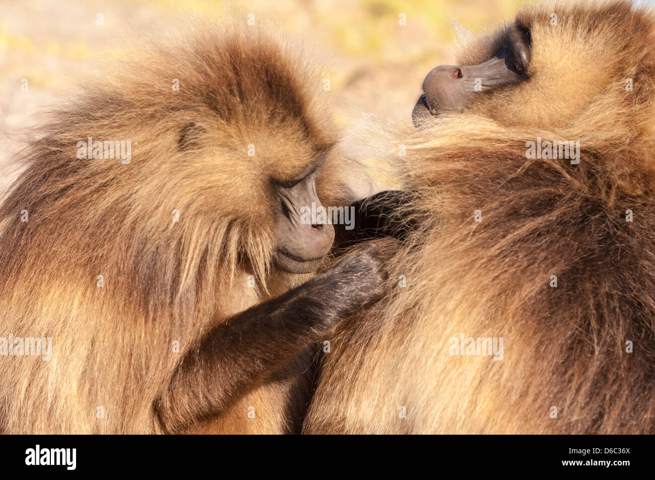 Babbuino Gelada (Theropithecus Gelada grooming) ogni altra, Nord Etiopia Foto Stock