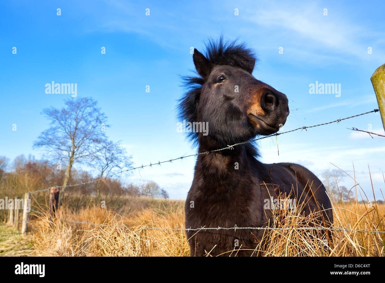 Simpatici pony marrone outdoor su pascolo Foto Stock