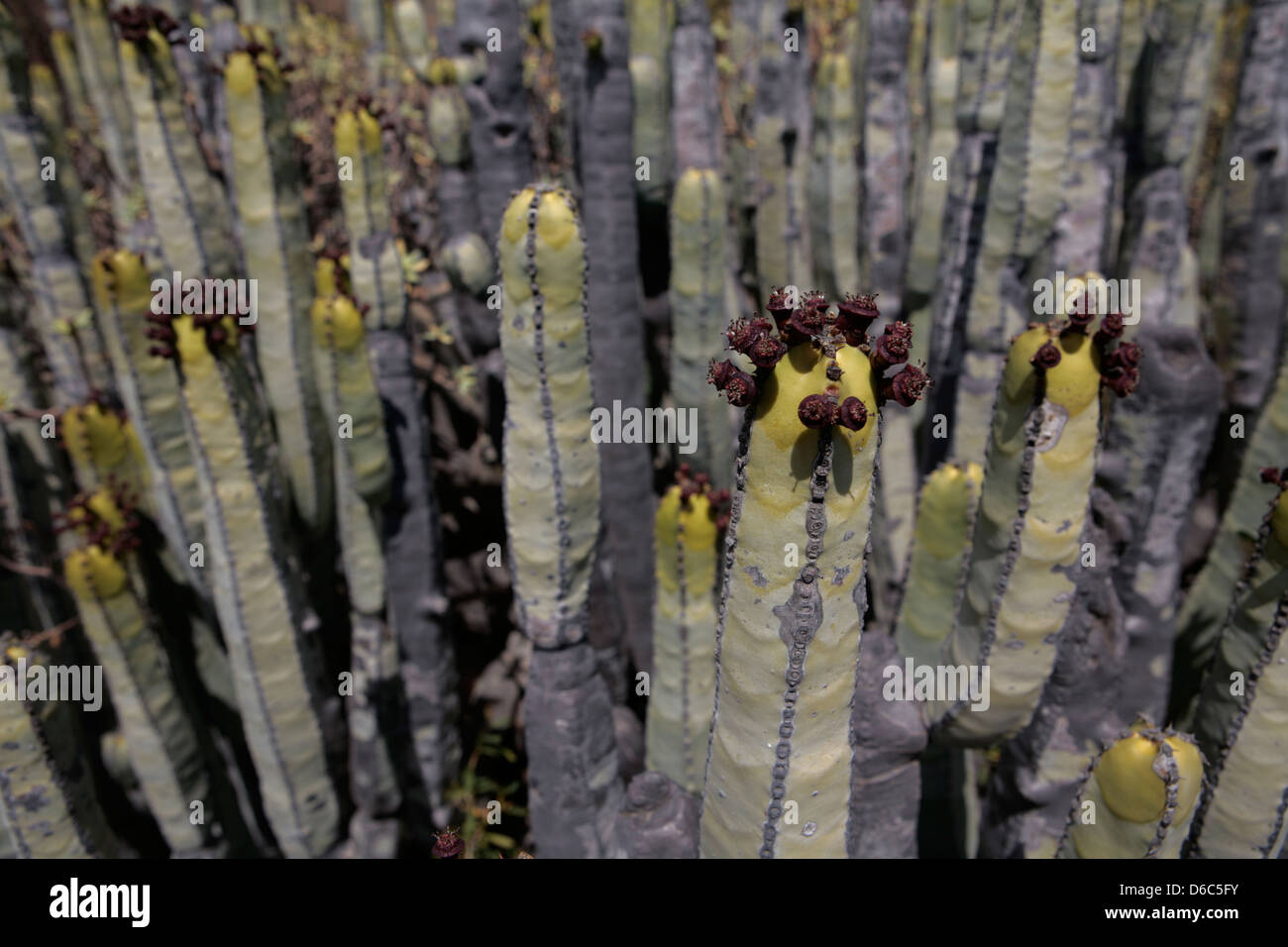 In prossimità delle isole Canarie Cactus di euforbia Euphorbia canariensis Foto Stock