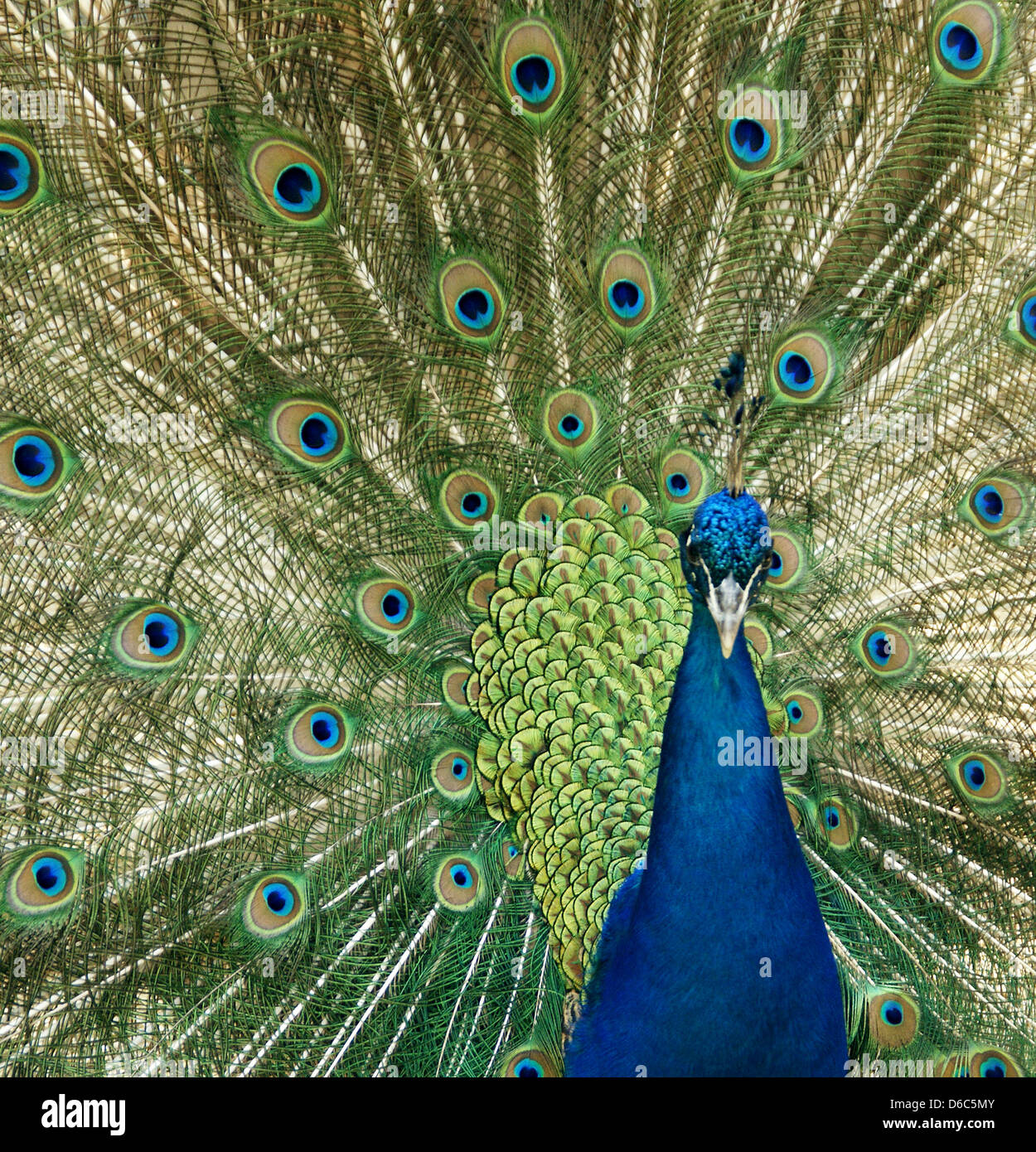 Peacock alzare le sue piume Foto Stock