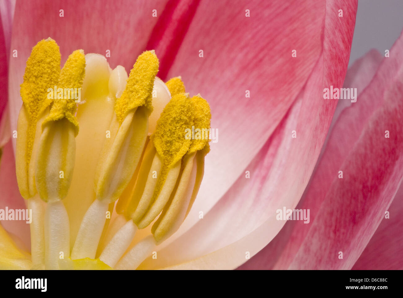 Pink tulip, macro Foto Stock