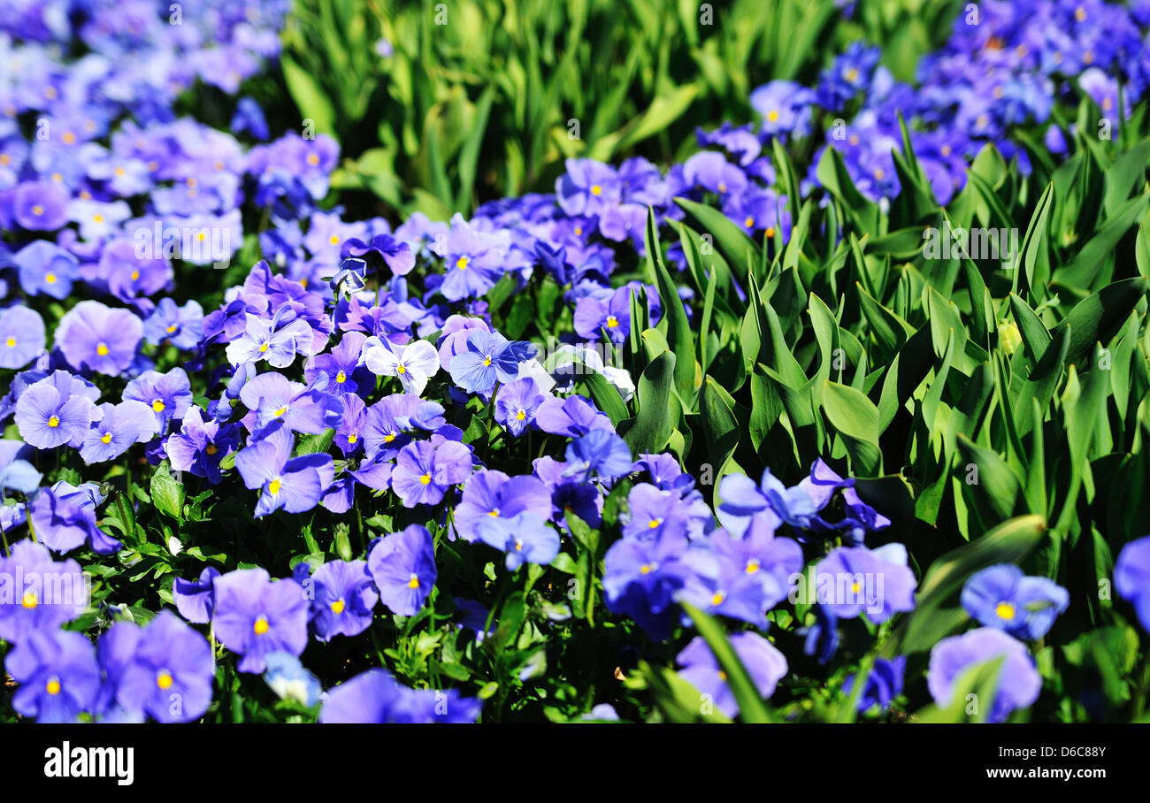 Violette blu in campagna Foto Stock