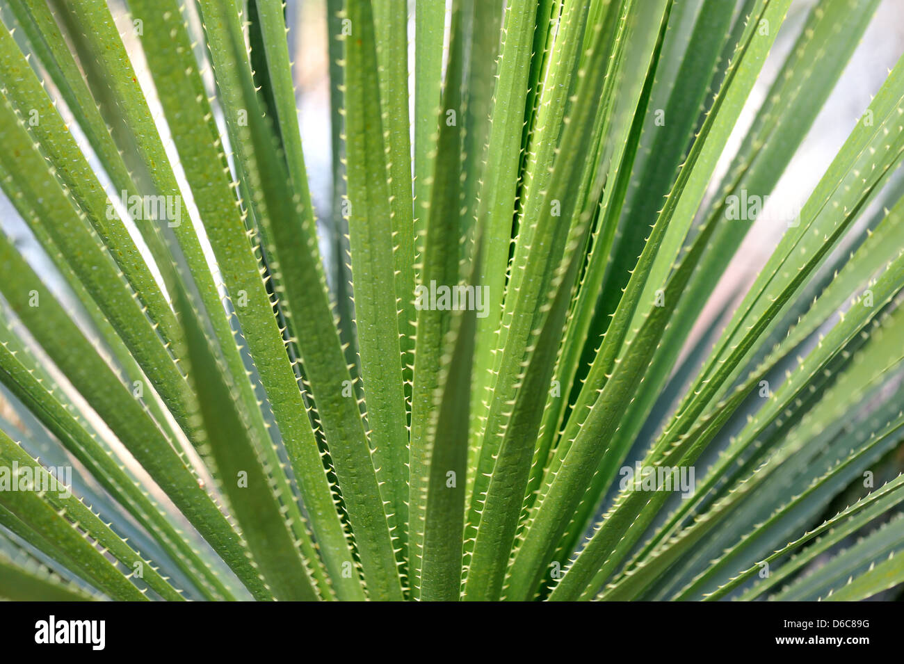 Aloe vera in controluce Foto Stock
