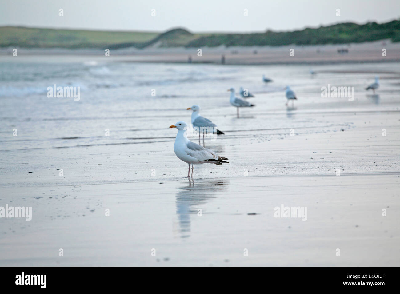 Una linea di gabbiani sulla riva del mare Foto Stock