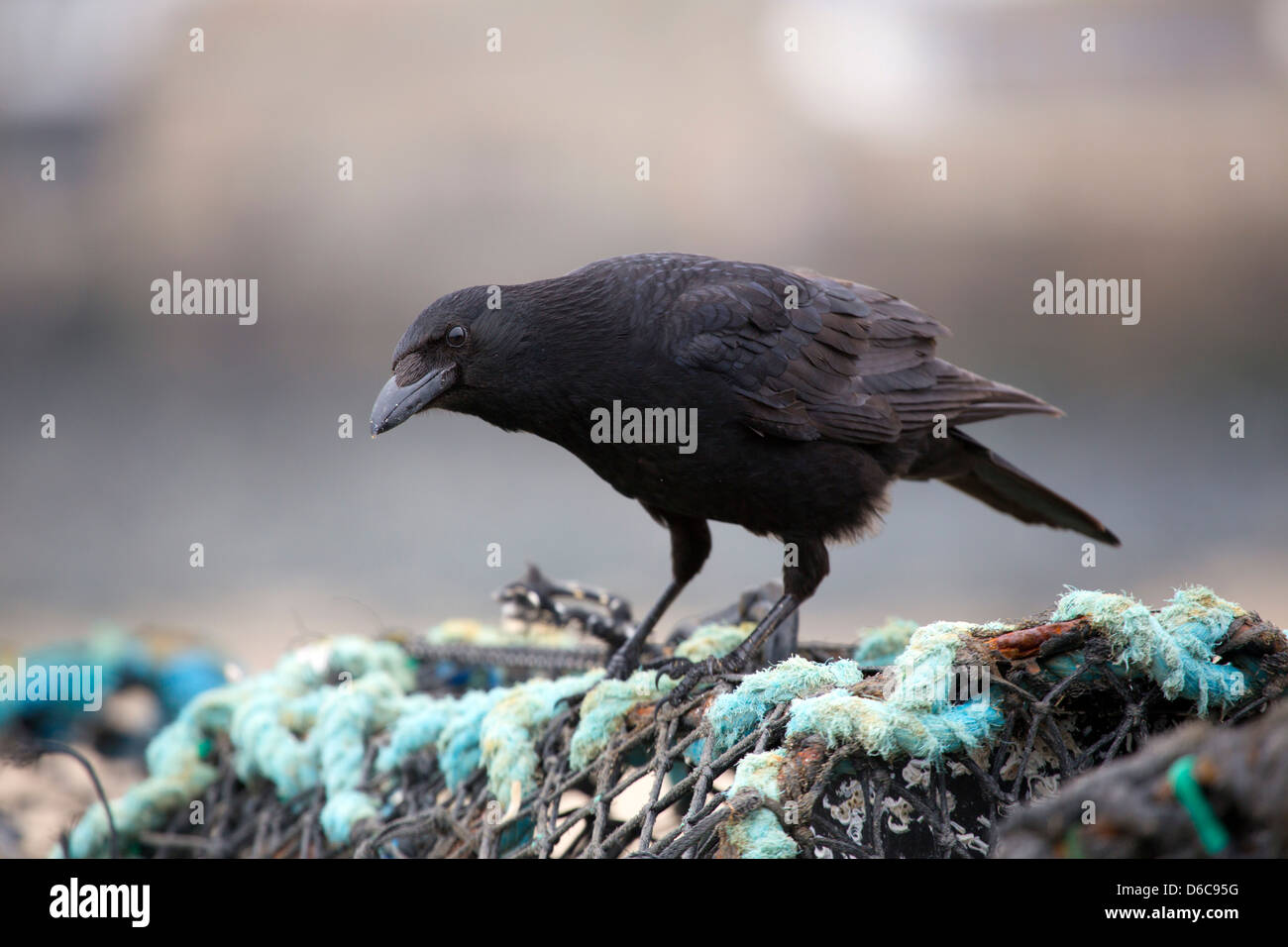 Crow; Corvus corone corone; Cornovaglia; Regno Unito Foto Stock