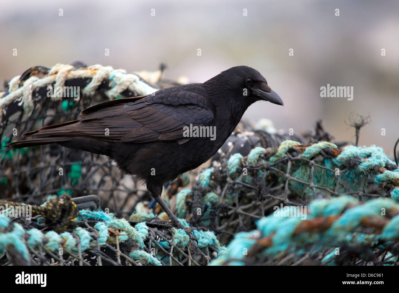 Crow; Corvus corone corone; reti da pesca; Cornovaglia; Regno Unito Foto Stock