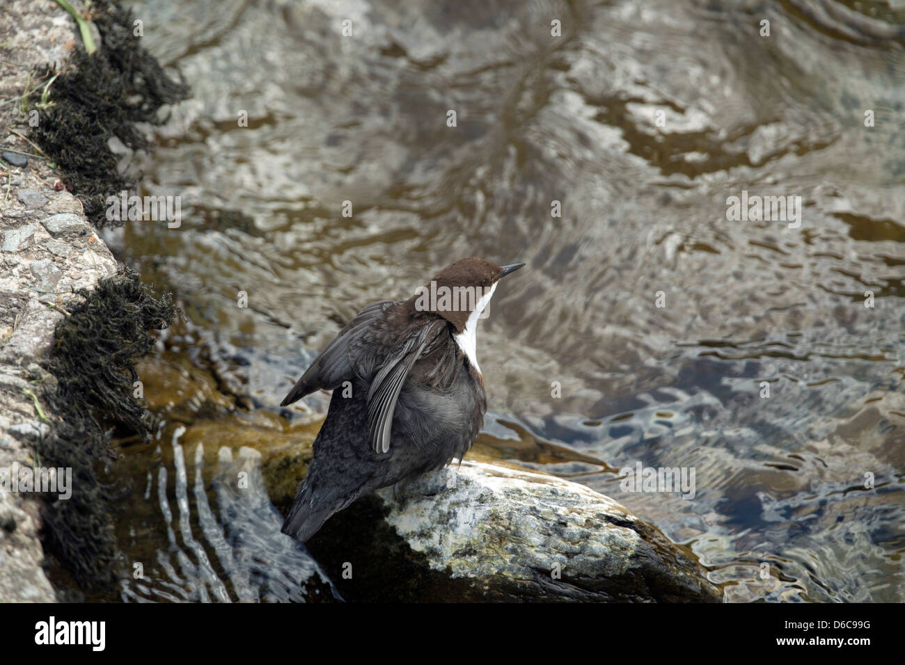 Il bilanciere; Cinclus cinclus; bordo del fiume; Exmoor; Regno Unito Foto Stock