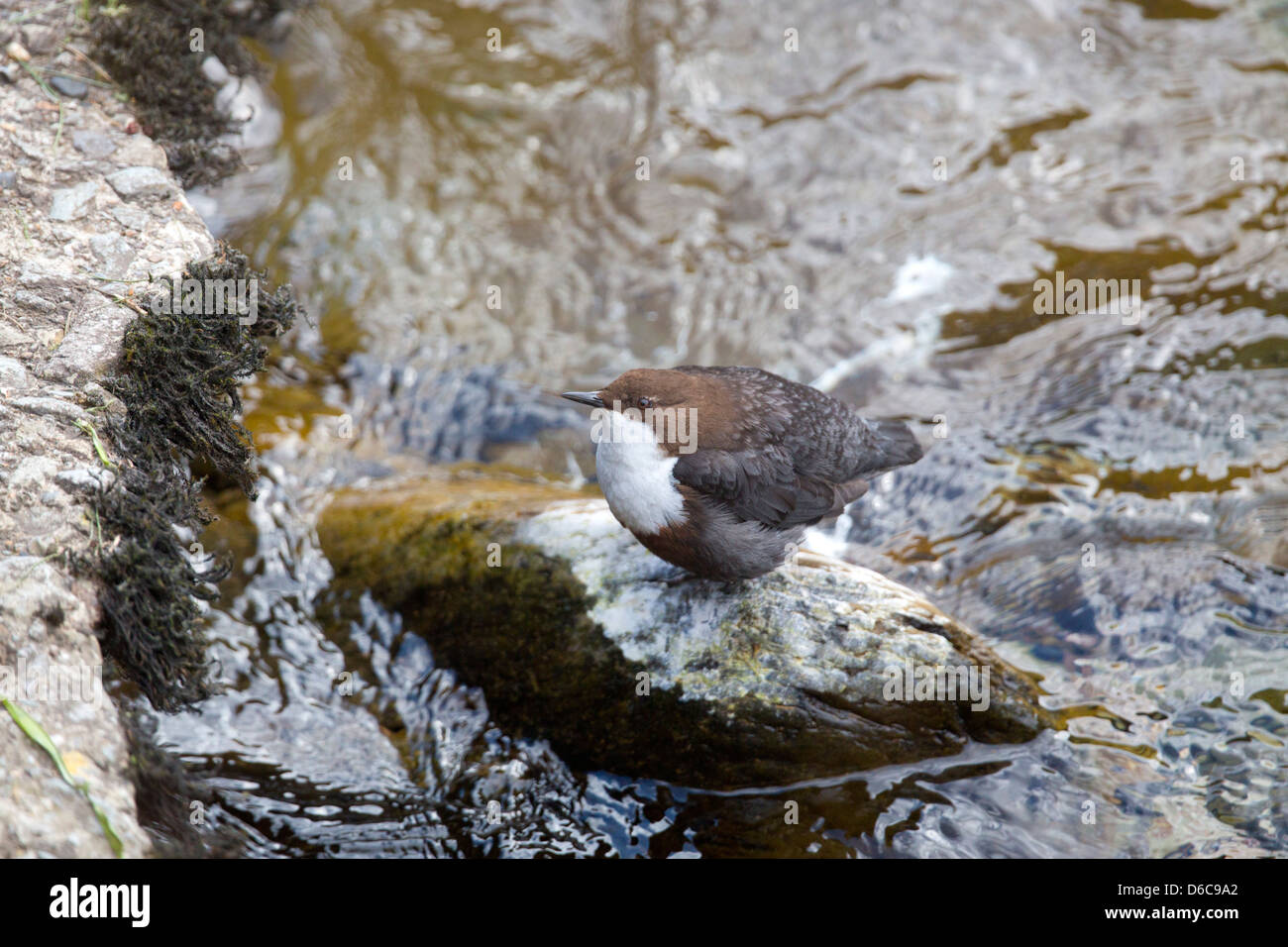 Il bilanciere; Cinclus cinclus; bordo del fiume; Exmoor; Regno Unito Foto Stock
