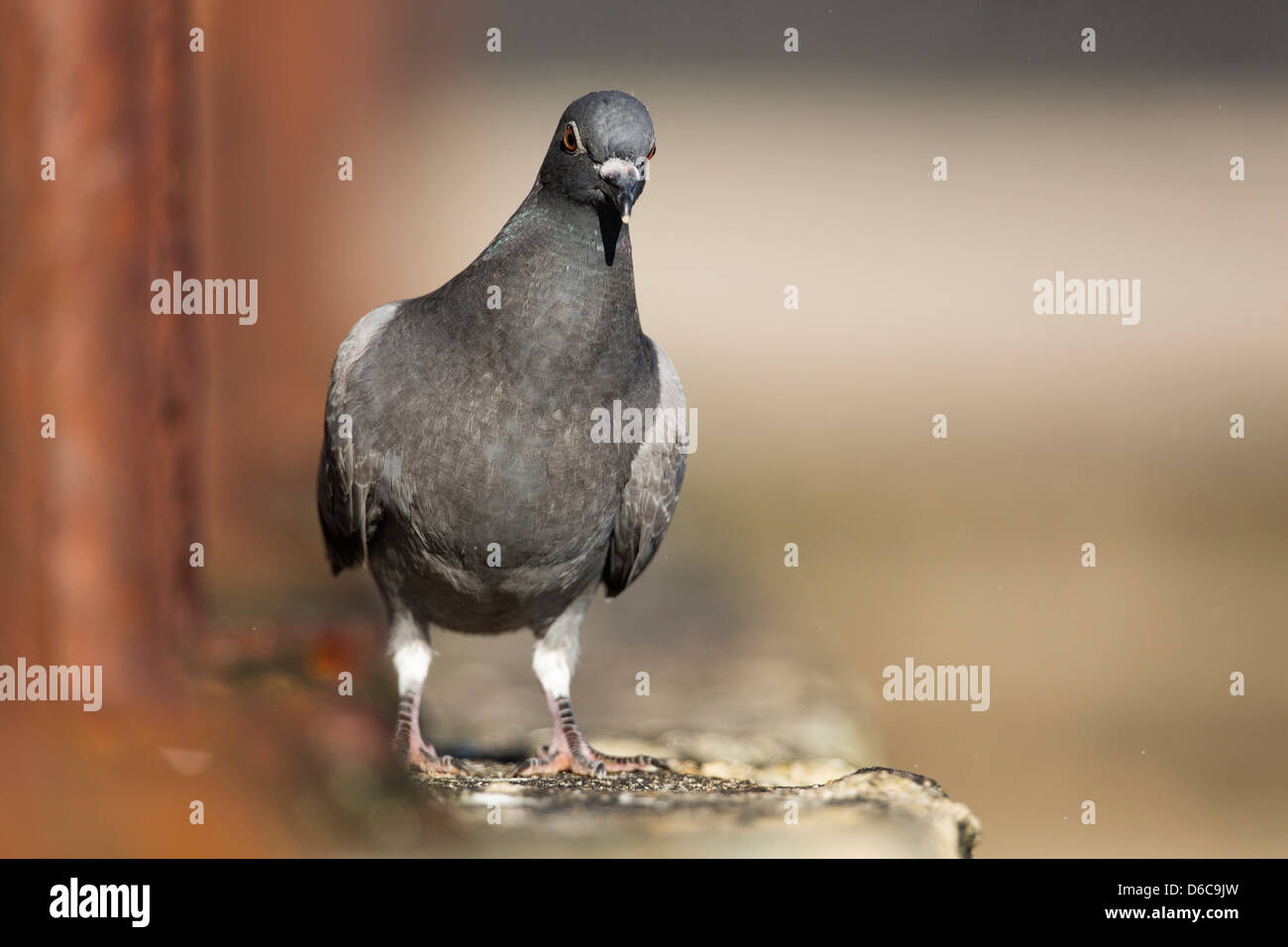 Piccioni selvatici; Columba livia; Regno Unito Foto Stock