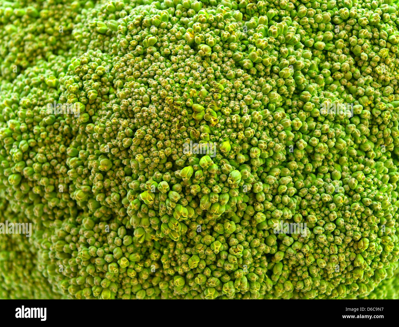 Broccoli Foto Stock